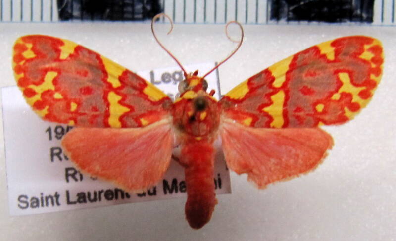 hyponerita_lavinia_f_gf-standard.jpg