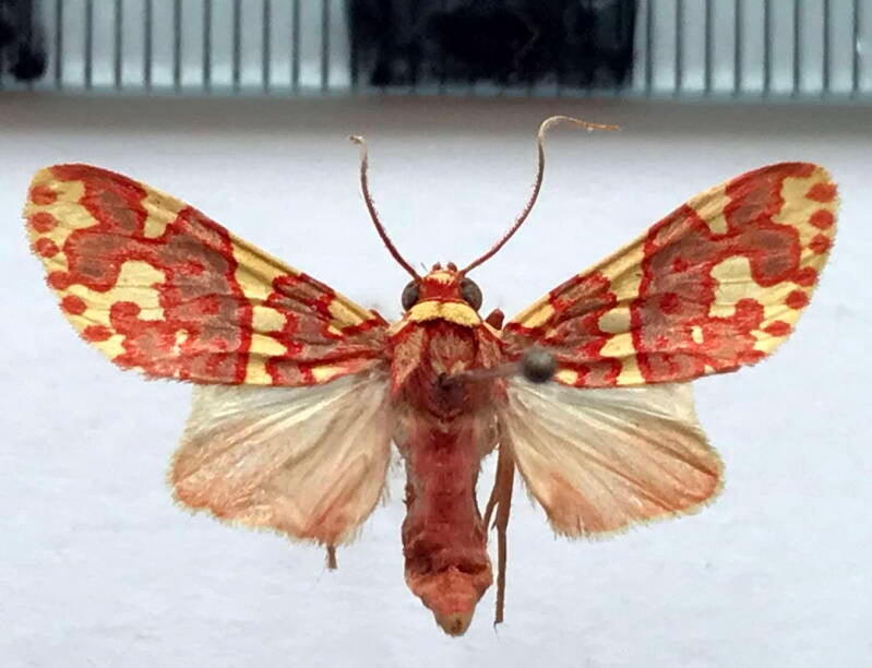hyponerita_lavinia_m_gf_2-standard.jpg