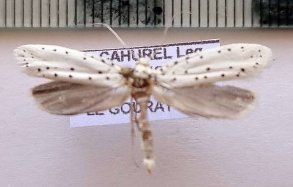 Hyponomeuta sp  France