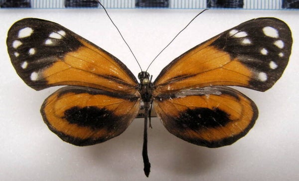 Hyposcada anchiala ecuadorina femelle A1-  Equateur