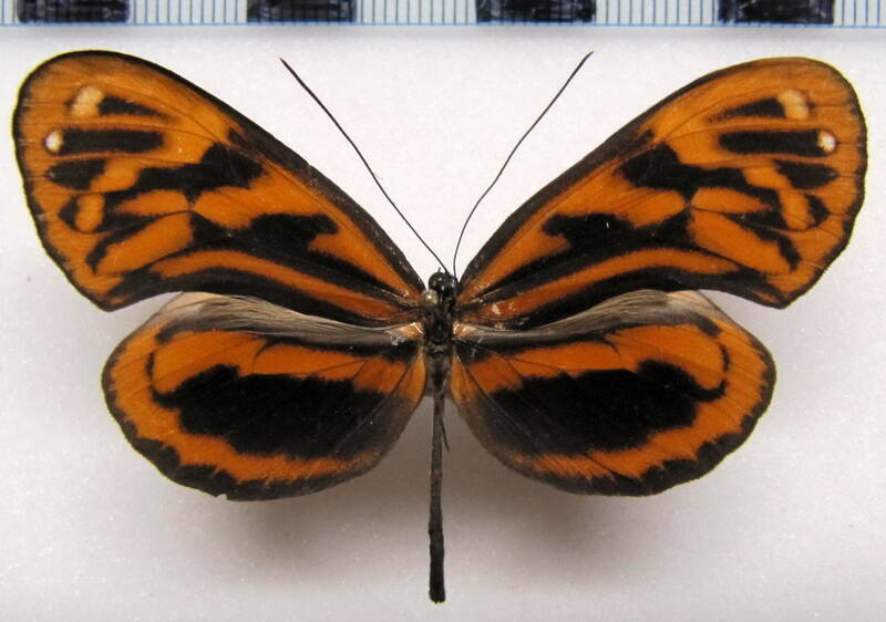 hyposcada_anchiala_rezia_m_perou-standard.jpg