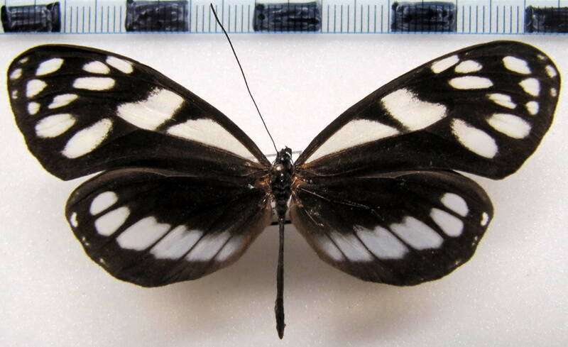 hyposcada_attilodes_f_bol-standard.jpg