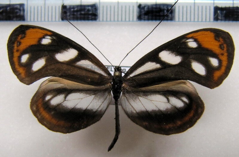 Hyposcada ilinissa ida mâle A1-  Equateur