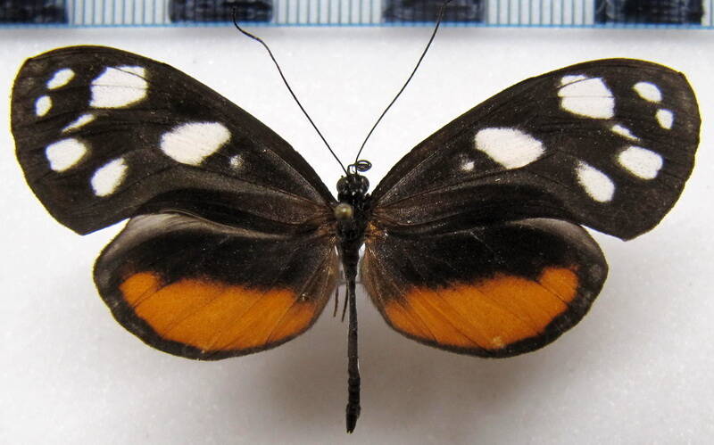 hyposcada_illinissa_napoensis_m_perou-standard.jpg