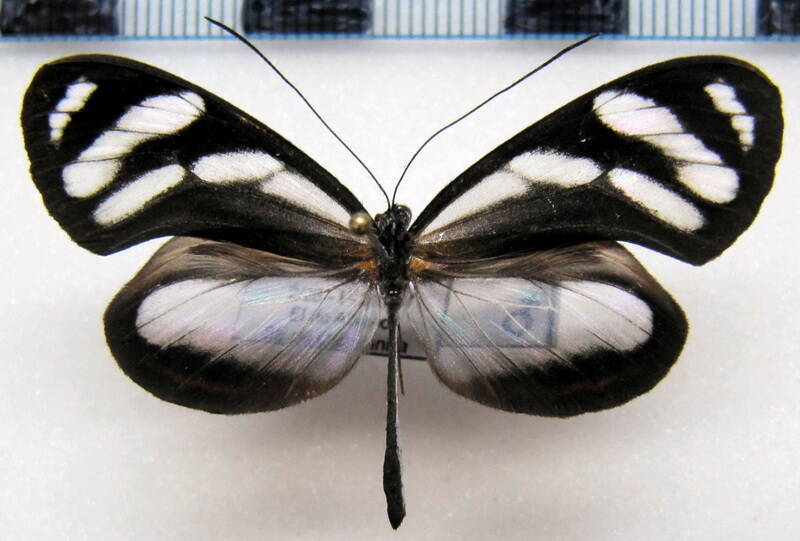 hyposcada_zarepha_flexobilis_m_perou-standard.jpg