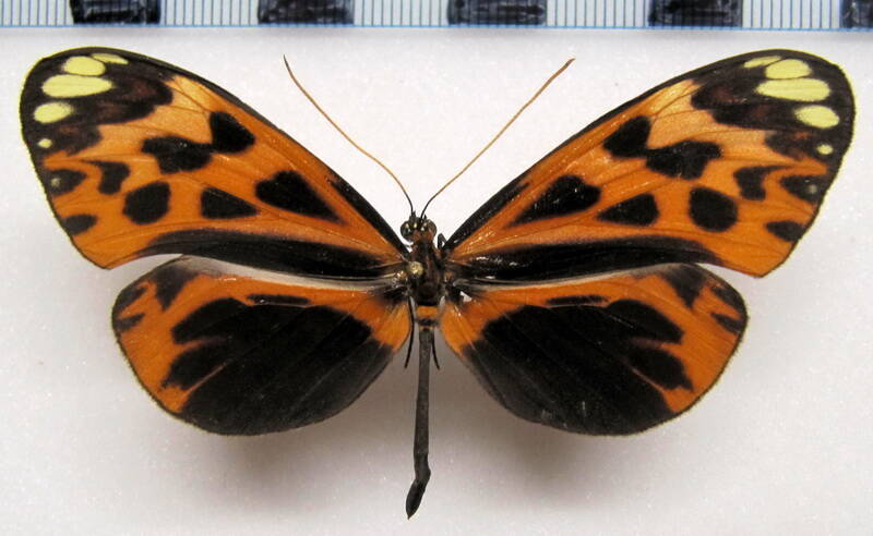 hypothyris_anastasia_porsenna_m01_perou-standard.jpg