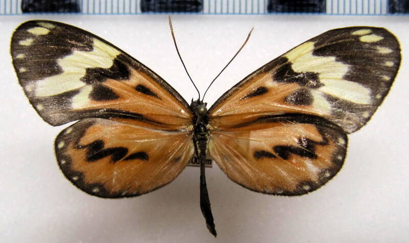 hypothyris_cantobrica_cantobrica_m_bol-standard.jpg