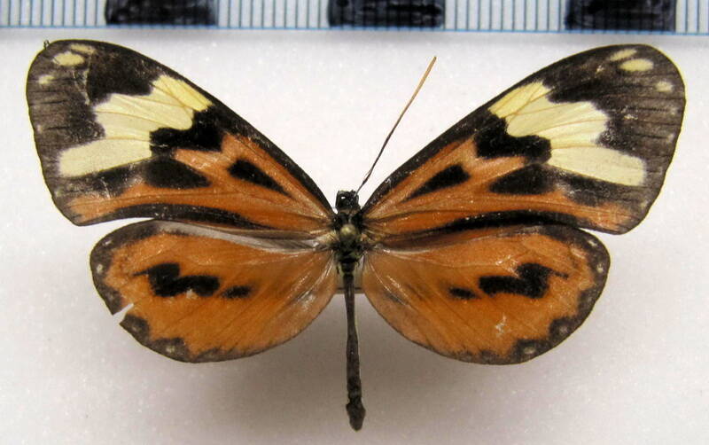 hypothyris_cantobrica_cantobrica_m_perou-standard.jpg