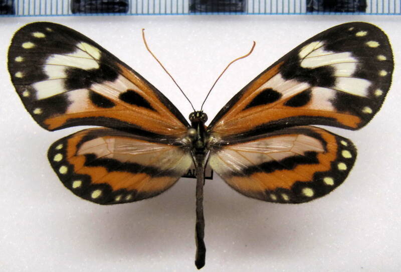 hypothyris_euclea_bari_f_gf-standard.jpg