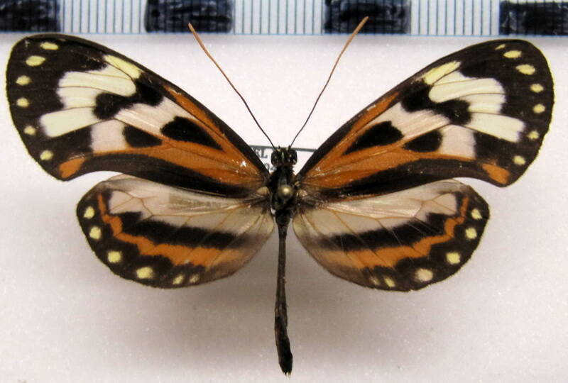 hypothyris_euclea_bari_m_gf-standard.jpg