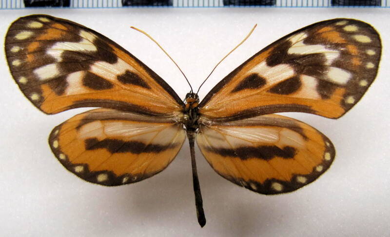 hypothyris_euclea_intermedia_f_perou-standard.jpg