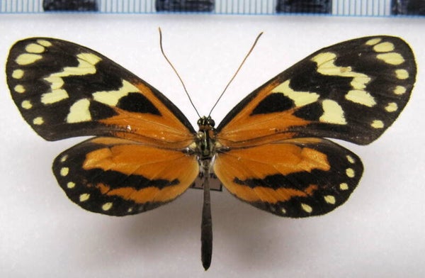 Hypothyris euclea micheneri femelle  A1-  Equateur