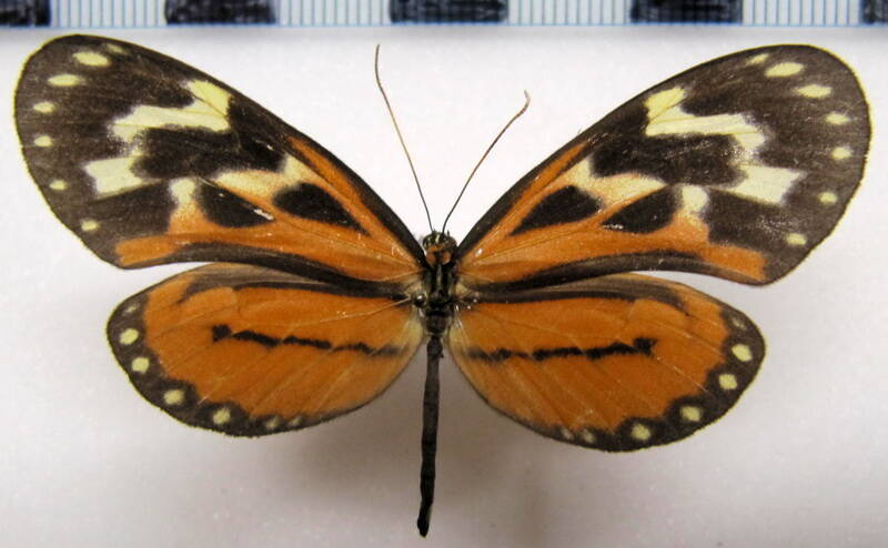 hypothyris_euclea_nina_f_bol-standard.jpg