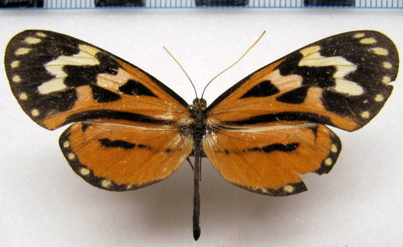 hypothyris_euclea_nina_m_bol-standard.jpg