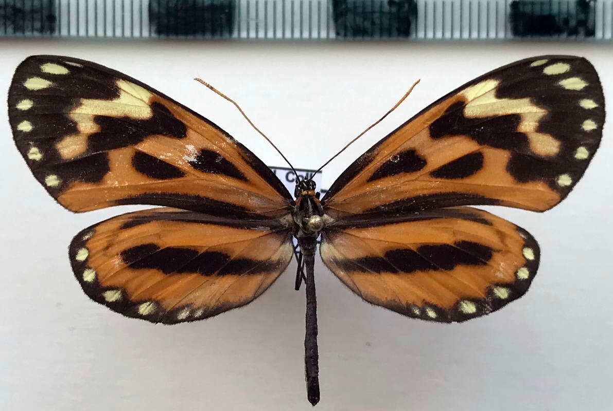 Hypothyris euclea peruviana femelle A1-  Pérou