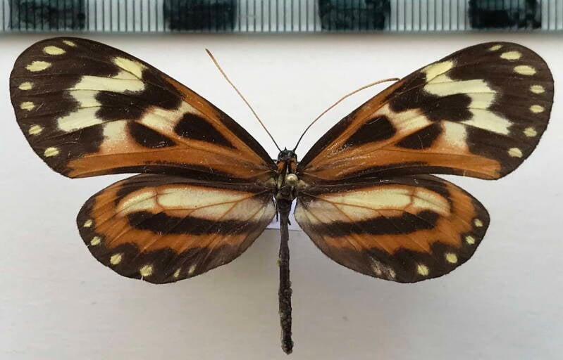 hypothyris_euclea_peruviana_f0_per-standard.jpg