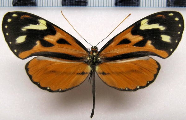 Hypothyris euclea pyrippe femelle A1-  Equateur