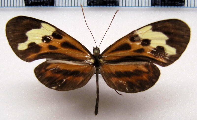 hypothyris_fluonia_hygia_m_gf-standard.jpg