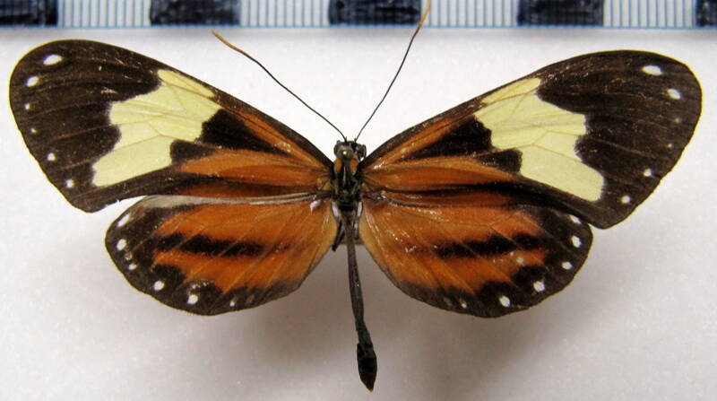 hypothyris_leprieuri_catilla_m_bol-standard.jpg
