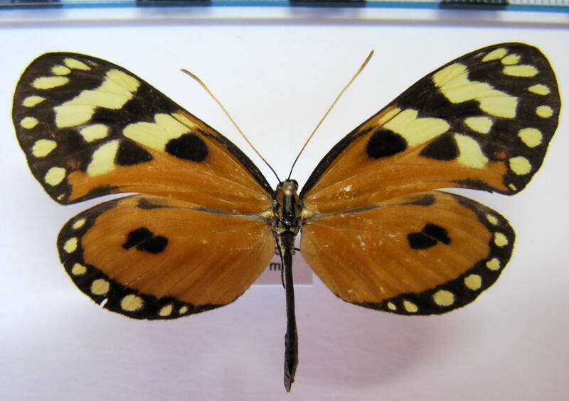 hypothyris_lycaste_antonia_f_eq-standard.jpg