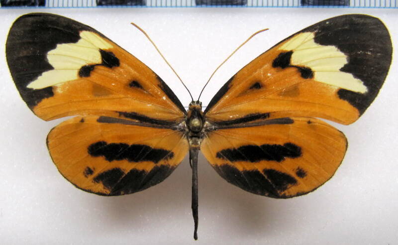 hypothyris_mamercus_mamercus_f_eq-standard.jpg