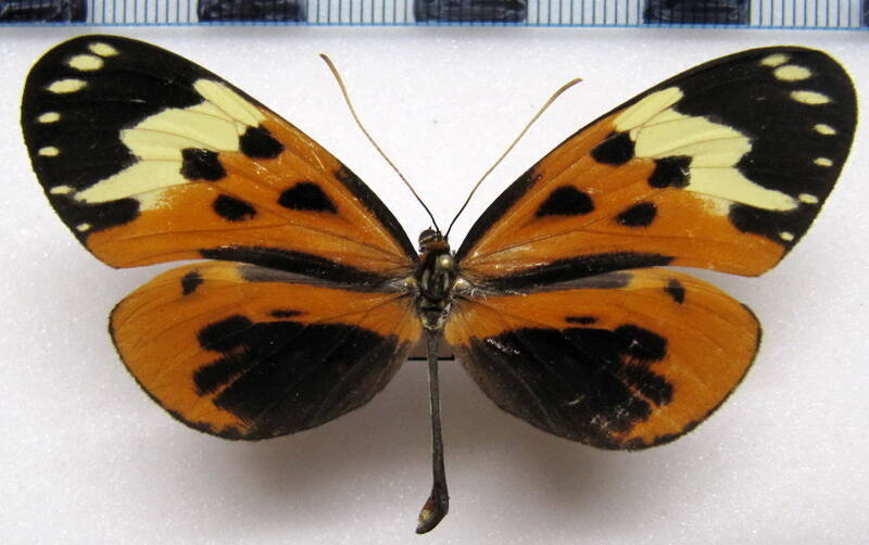 hypothyris_ninonia_apollinis_f02_perou-standard.jpg