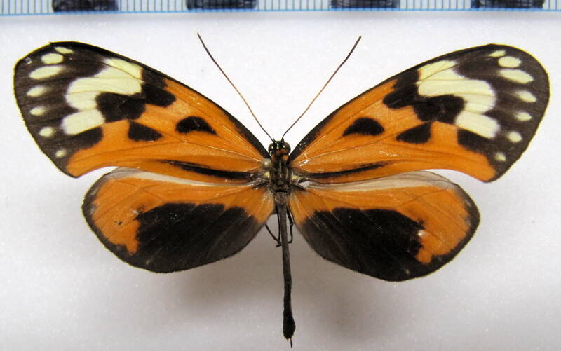 hypothyris_ninonia_apollinis_m_perou-standard.jpg