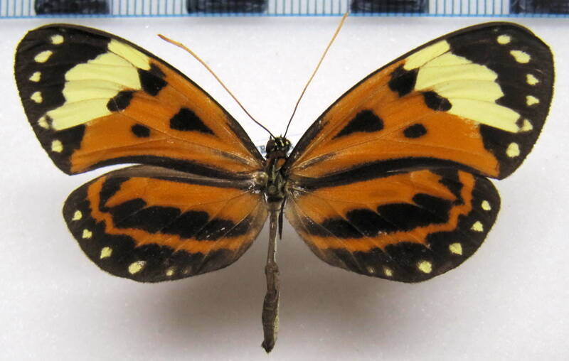 hypothyris_ninonia_latefasciata_f_gf-standard.jpg