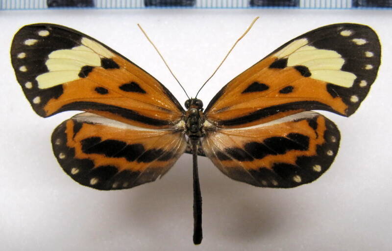 hypothyris_ninonia_latefasciata_m_gf-standard.jpg