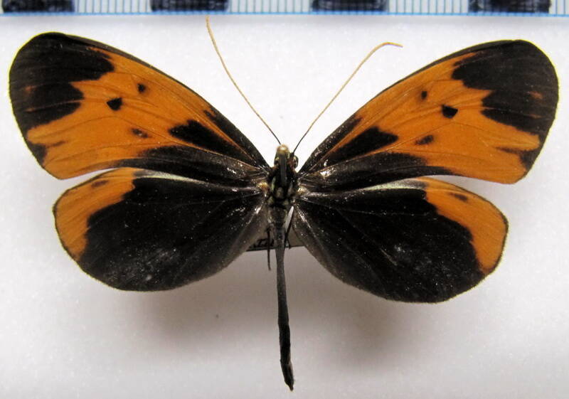hypothyris_semifulva-semifulva_f_eq-standard.jpg