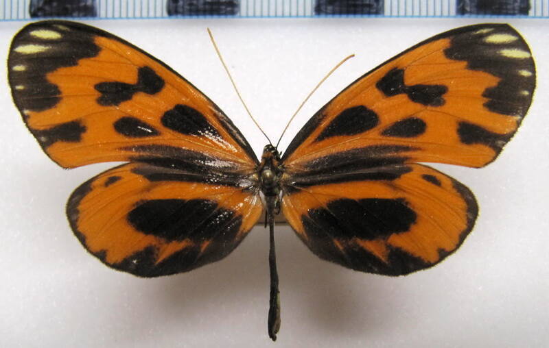 hypothyris_semifulva_angelina_f_perou-standard.jpg
