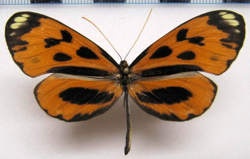 hypothyris_semifulva_angelina_m_perou-standard.jpg