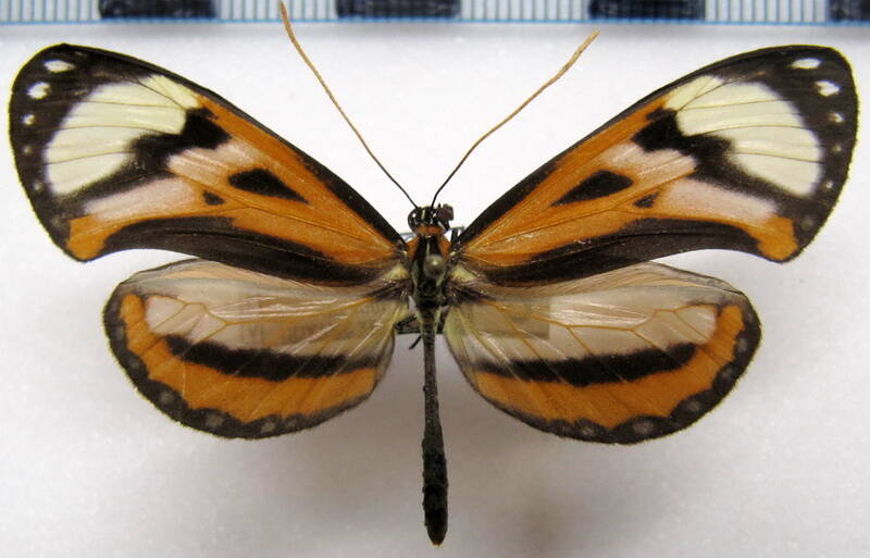 hypothyris_vallonia_glycon_m_gf-standard.jpg