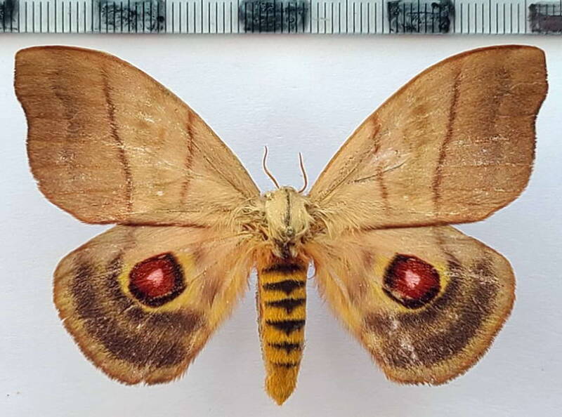 hypperchiria_incisa_f01_br-standard.jpg