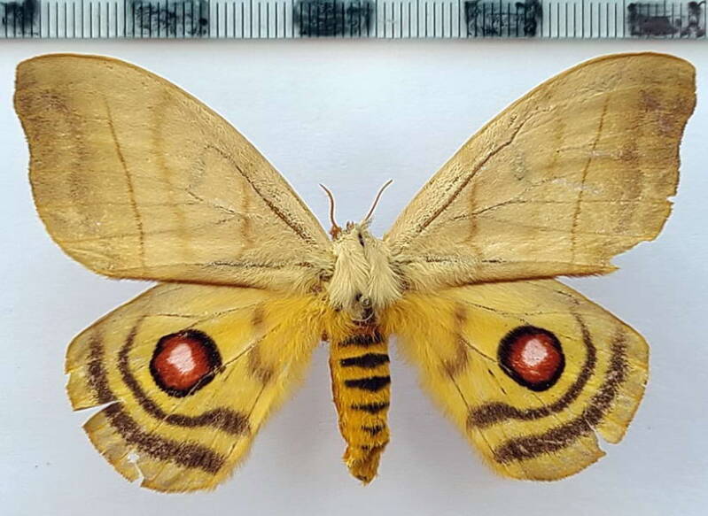 hypperchiria_incisa_f02_br-standard.jpg