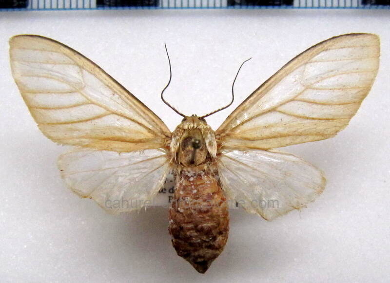 idalus_albescens_f_gf-standard.jpg