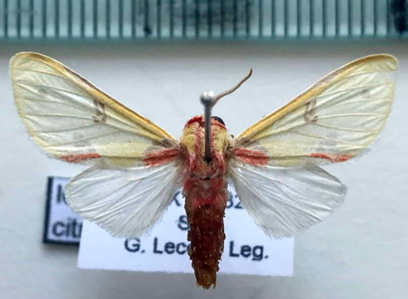 idalus_citrina_m_gf-standard.jpg