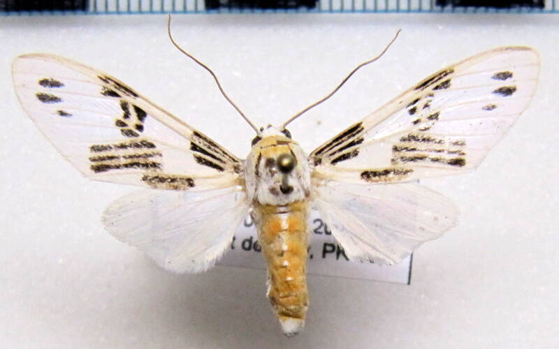 idalus_daga_gf-standard-gw5p0b.jpg