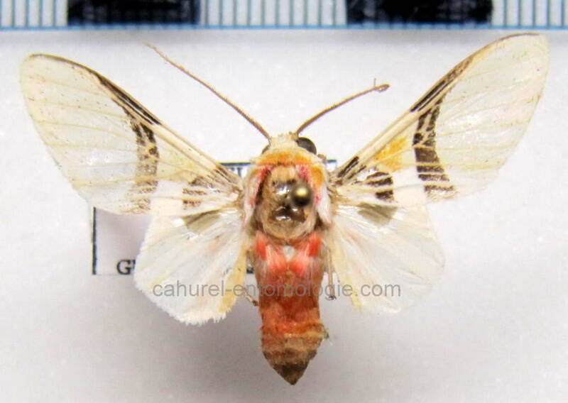 idalus_dorsalis_m_gf-standard-bbvvmc.jpg