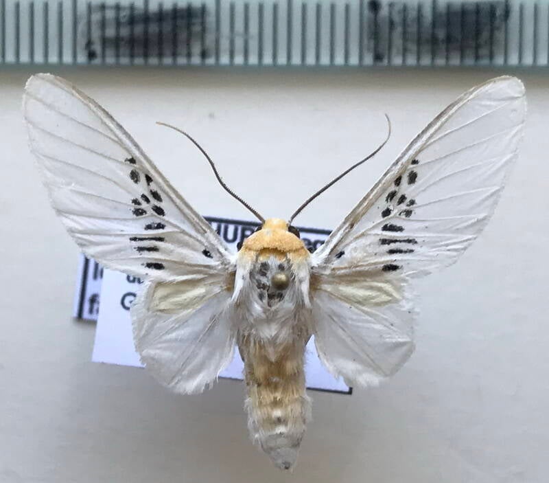 idalus_fasciipuncta_m_eq-standard.jpg