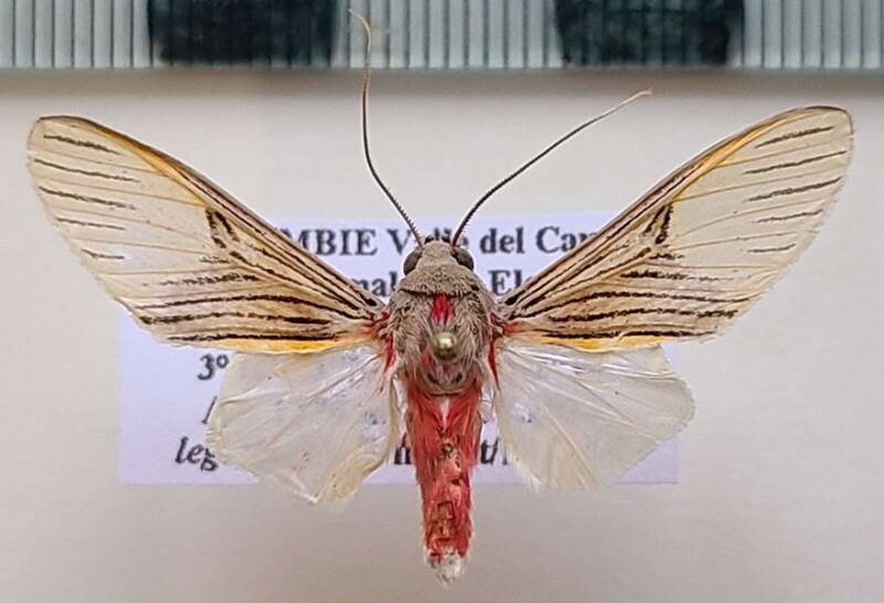 idalus_lineosus_m_Colombie