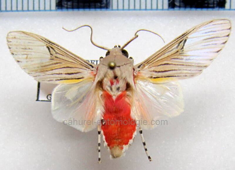 idalus_lineosus_m_Guyane fr