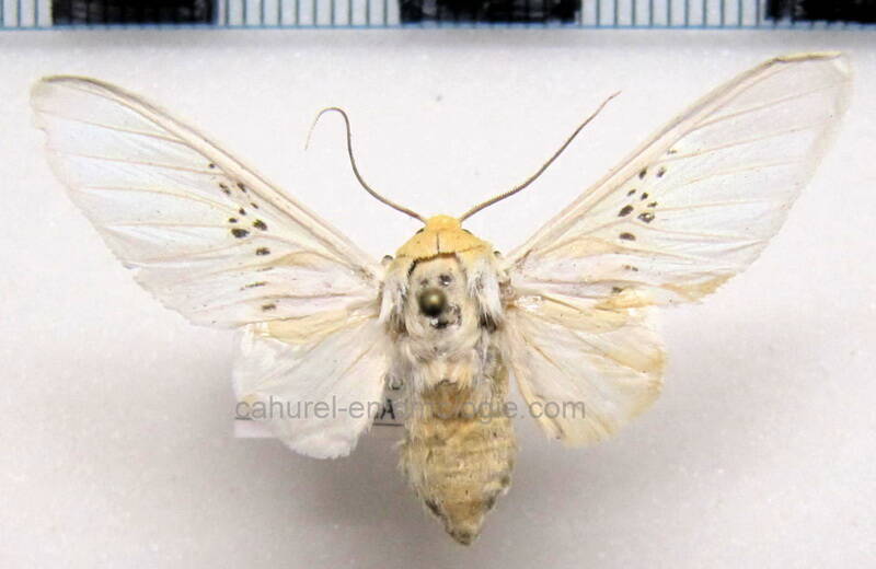 idalus_sp01_bol-standard.jpg