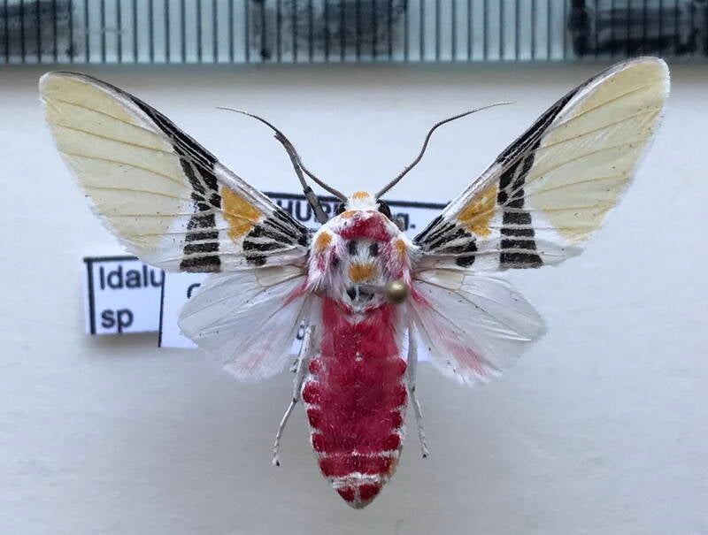 idalus_sp265_m_eq-standard.jpg