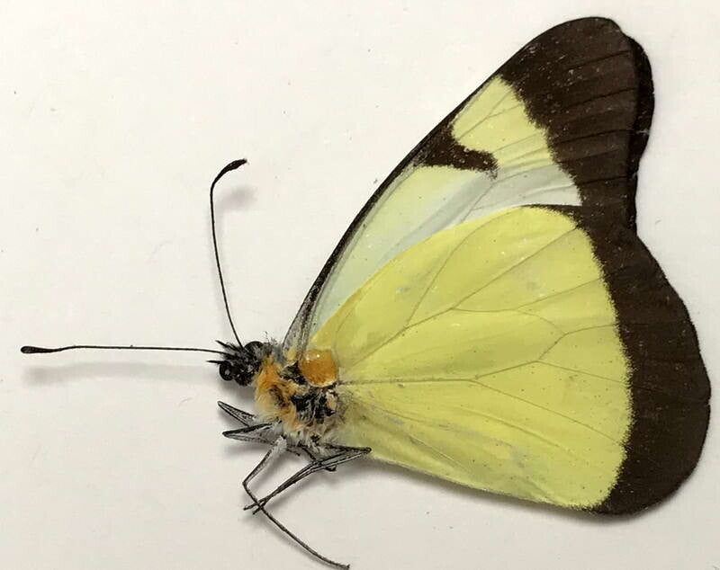 Melete lycimnia napona mâle A1-  Equateur