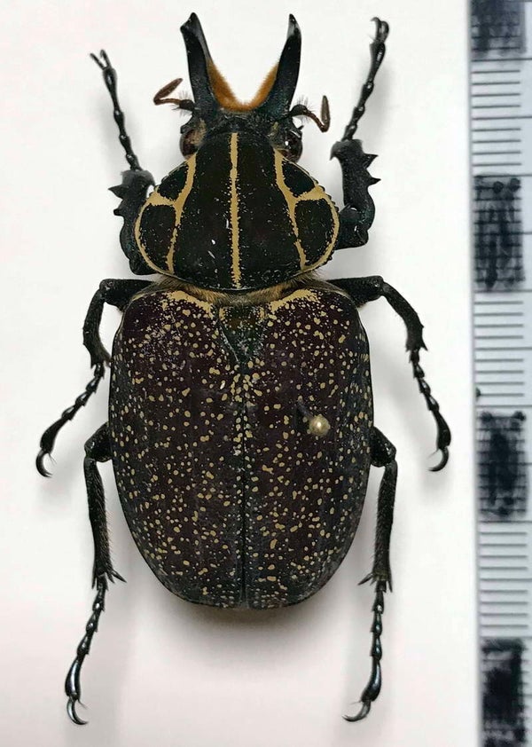 Inca clathrata mâle  Guyane française