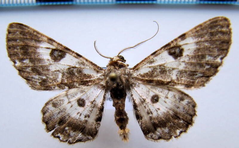 iridopsis_aviceps_gf-standard.jpg