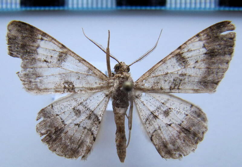 iridopsis_chalcea_m_gf-standard.jpg