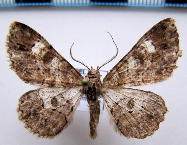 iridopsis_eq_sp01-standard.jpg