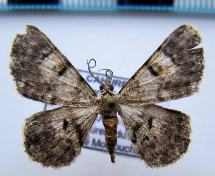 iridopsis_sp02_gf-standard.jpg